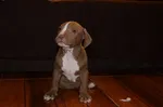 Lacey’s Story & Reasons to get a pitbull