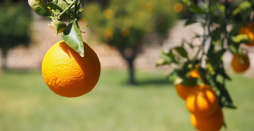 orange grove couple photos