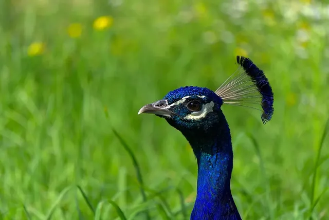 Peacock Shoot